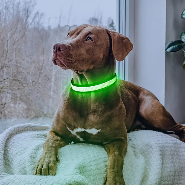 BrightPaws LED Dog Collar